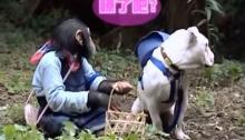 Video Lucu Monyet (Simpanse) dan Anjing Berburu Jamur